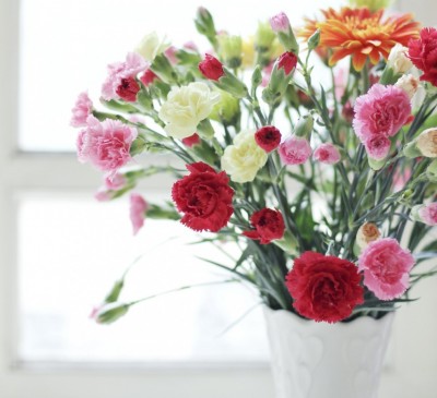 Carnation Grenadin Double Mix - Dianthus 